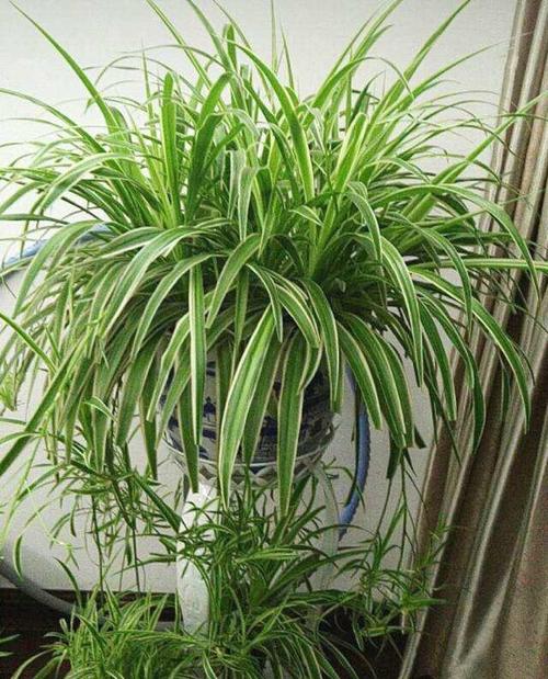 一锅蜘蛛植物