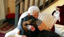 我心爱的拉布拉多