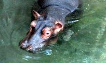 动物园来了新客人