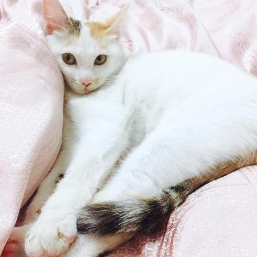 小猫的启示