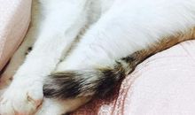 小猫给我的启示