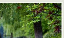 走过柳絮飘飞的日子