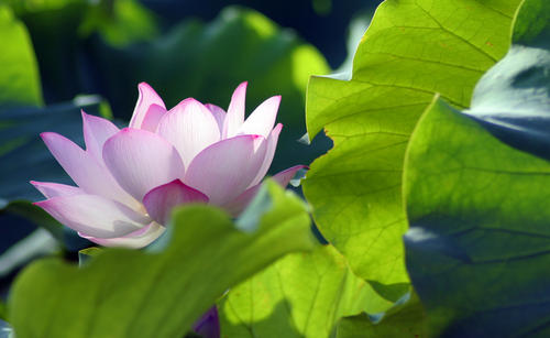莲花鉴赏