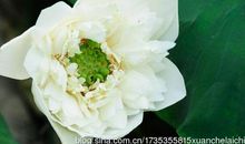 却是昔花照今人