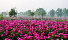 留点时间给芍药