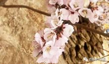 成长的诗悄然绽放