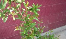 我的植物朋友石榴树