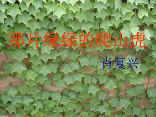 那绿色的爬山虎