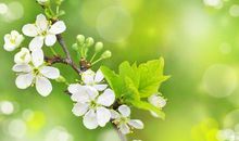 春天那是梦想的彼岸