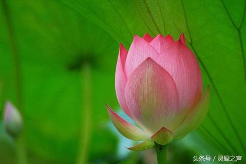 我追求生活的芬芳