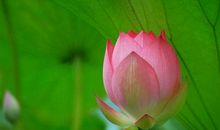 我追求人生的芳香