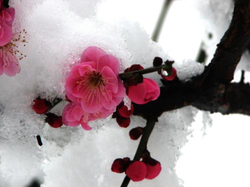 雪中​​的梅花