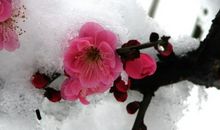 雪中梅
