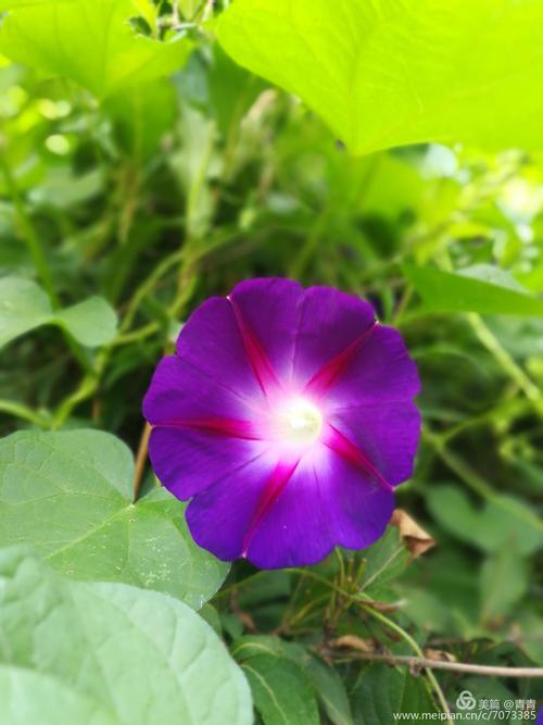 小牵牛花