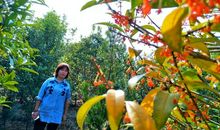 桂花飘香的日子