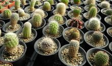 生石花的小秘密