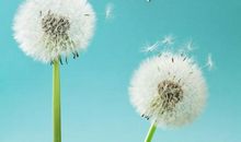 一朵爱旅行的蒲公英