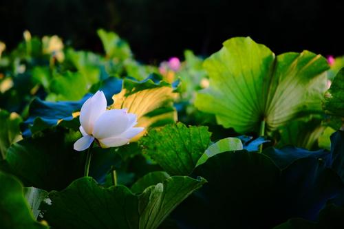 夏天的美丽