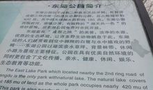 又见枝头吐新绿作文