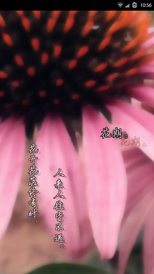 花朵盛开和秋天