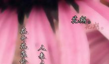 花开花落皆有声