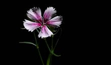 教养是一个人最好的名字