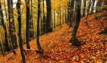 一个秋日的早晨