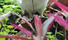 一只鹦鹉的自述