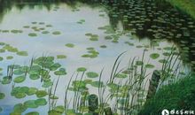 写池塘景色的作文