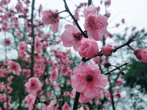 桃花真漂亮