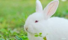 活泼可爱的小白兔