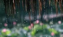 大自然的音乐家