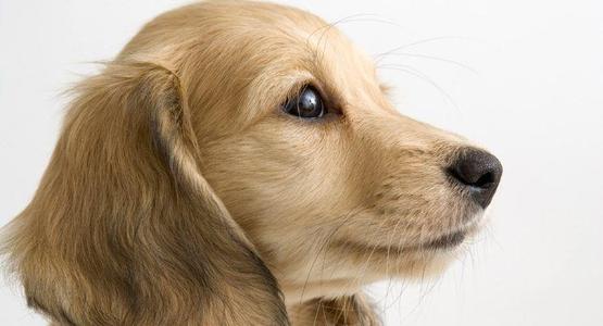 金毛寻回犬