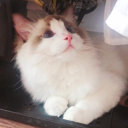 做一个理性的“小猫”