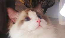 做一只理性的“小猫”