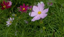 听听绿色的声音