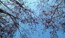 雪落在江南大地