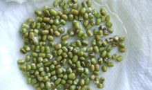 黄豆发芽观察日记三则