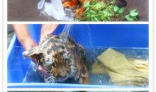 小动物的避暑方式