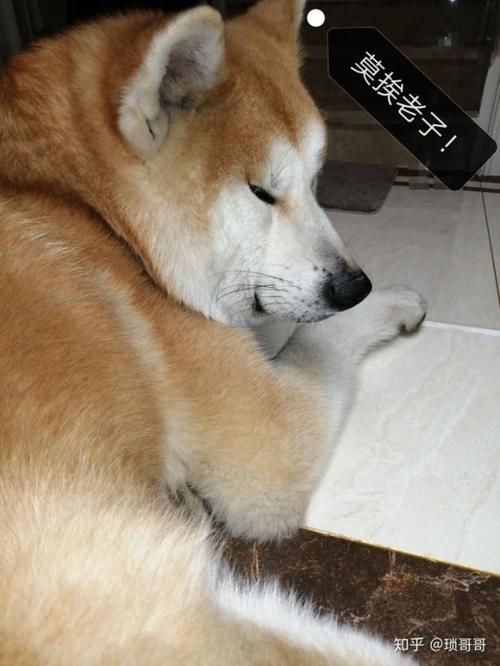 我养死的小动物