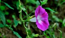 校园里的牵牛花