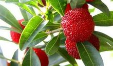 藏在杨梅里的童心