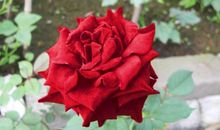 我的植物朋友月季花