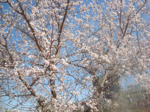 寻找春天的足迹