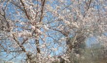 寻找春天的足迹