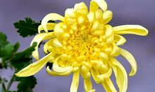 秋菊给我的启示