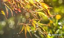 秋叶飘落时，便是人间好时节