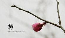 梅作文借物喻人