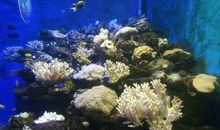 游曲江海洋极地公园