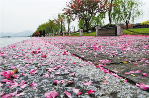 像落花